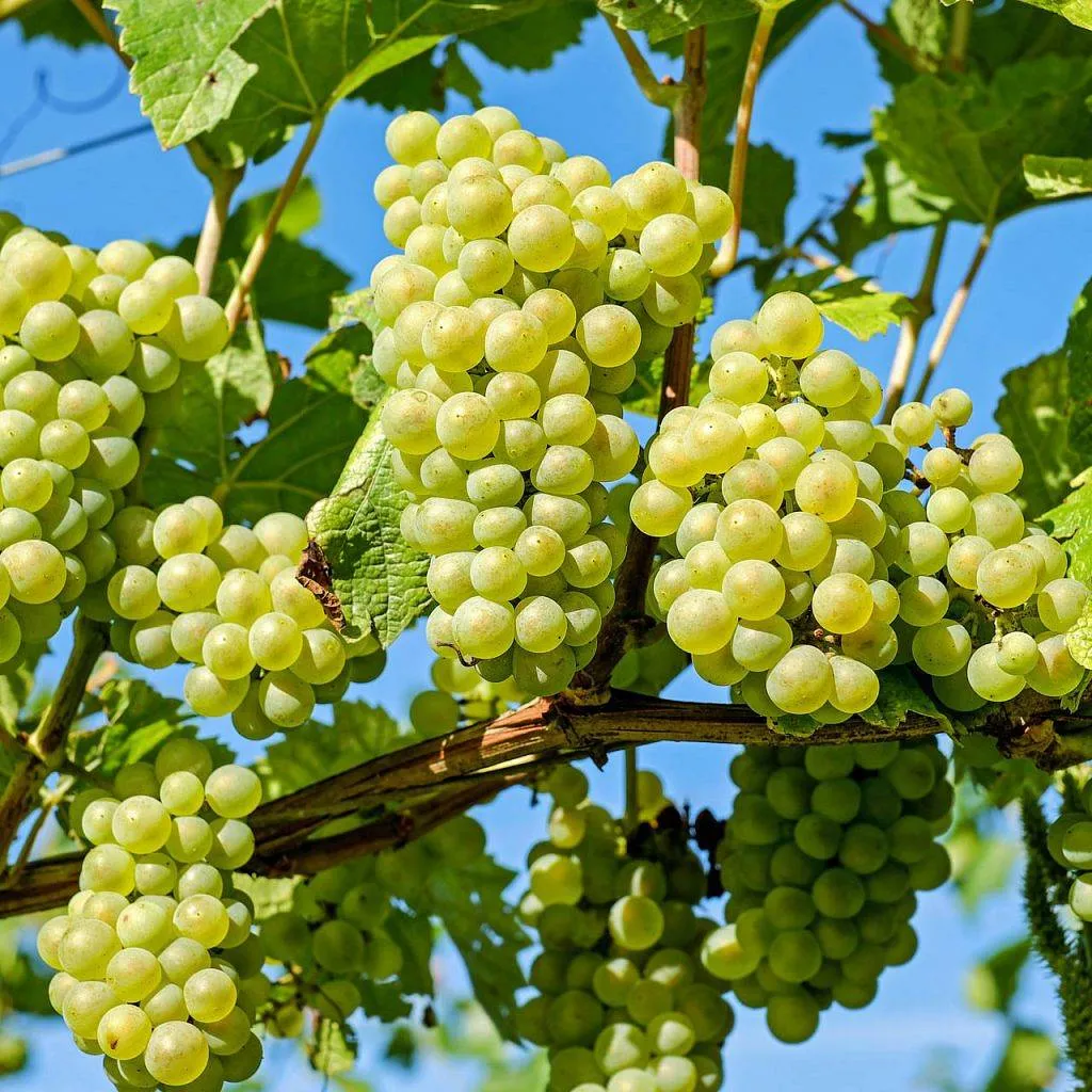 Winogrono-Bezpestkowe-LAKEMONT.jpg